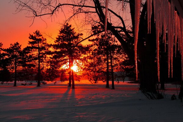 Winter sun on the background of trees