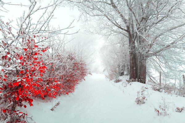 Beautiful winter forest with red bushes