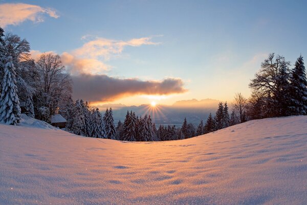 Frost and sun, forest and sky