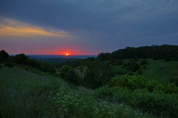 A green meadow with flowers and herbs on the background of sunset