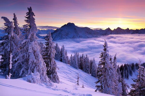 Sapins lilas sur les montagnes