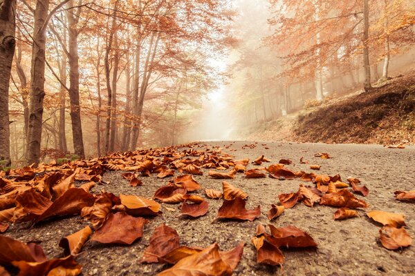 Strada d autunno nella foresta d oro