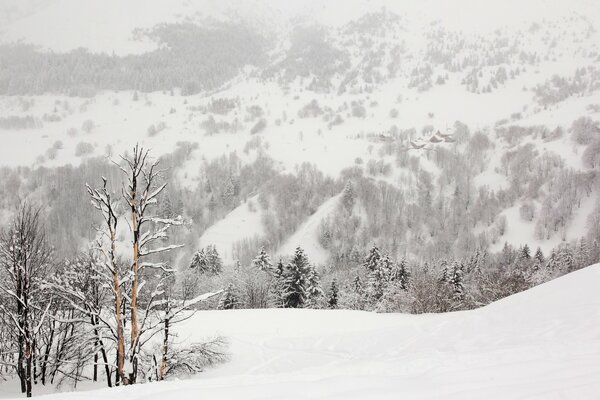 Snowy nature in cold winter