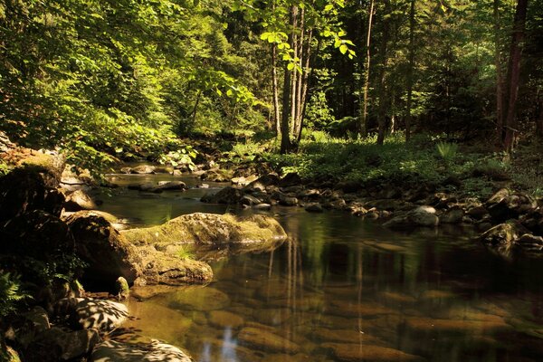 Ein Bach im Wald. Wasser, umgeben vom Grün des Waldes