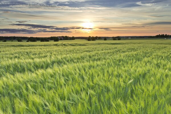 Barley field at sunset