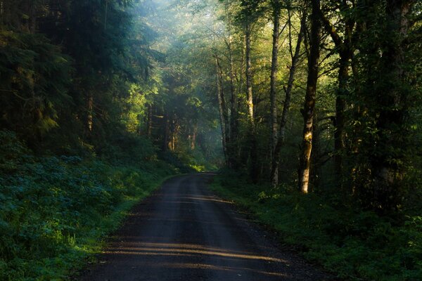 Sentier forestier parmi les arbres denses