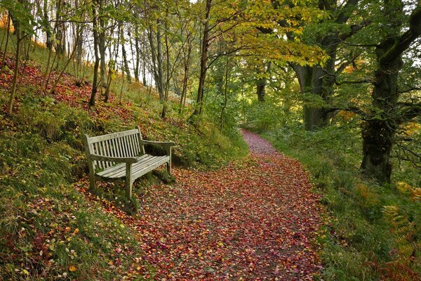 Die Bank befindet sich in der Nähe eines Wanderwegs im Wald