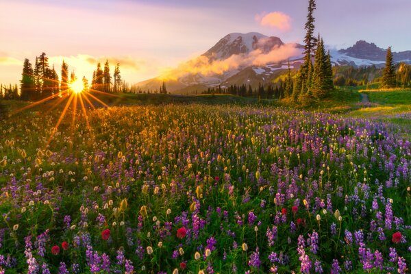 Fleurs sauvages sur fond de montagnes et coucher de soleil