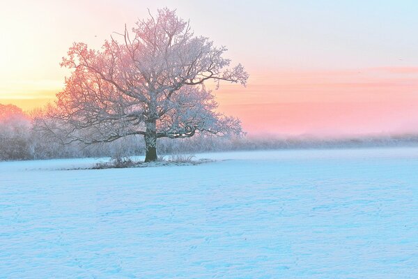 Trees covered with frost in winter