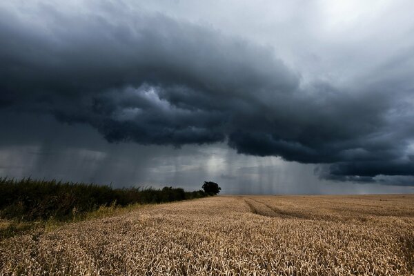 Gray clouds over a field with ears of corn