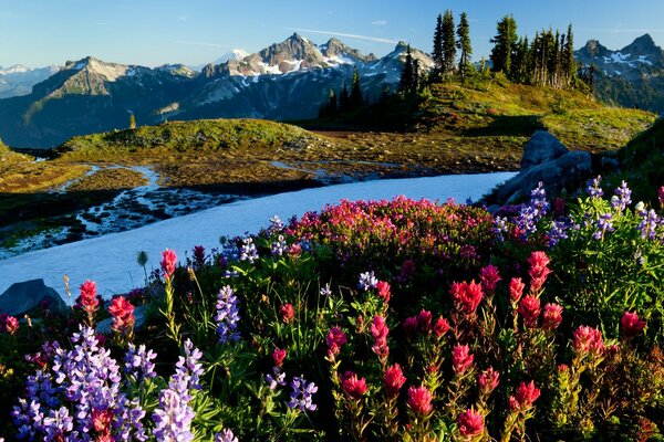 Blumen mit Berg- und Waldblick