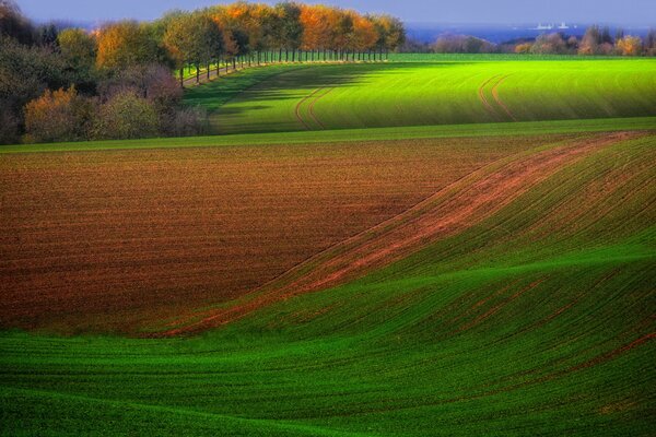 Autumn fields with trees