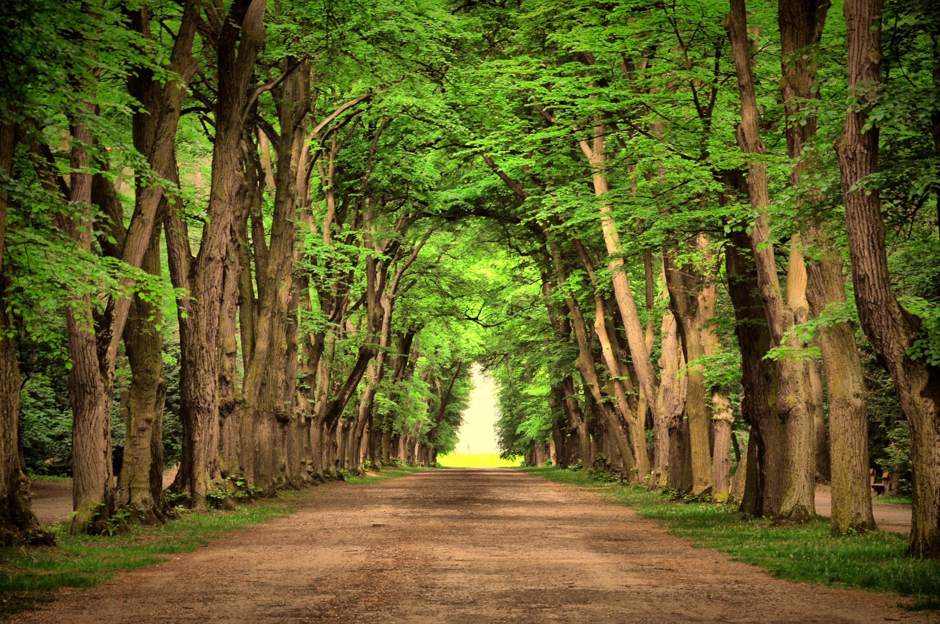 road green trees landscape nature roads beautiful