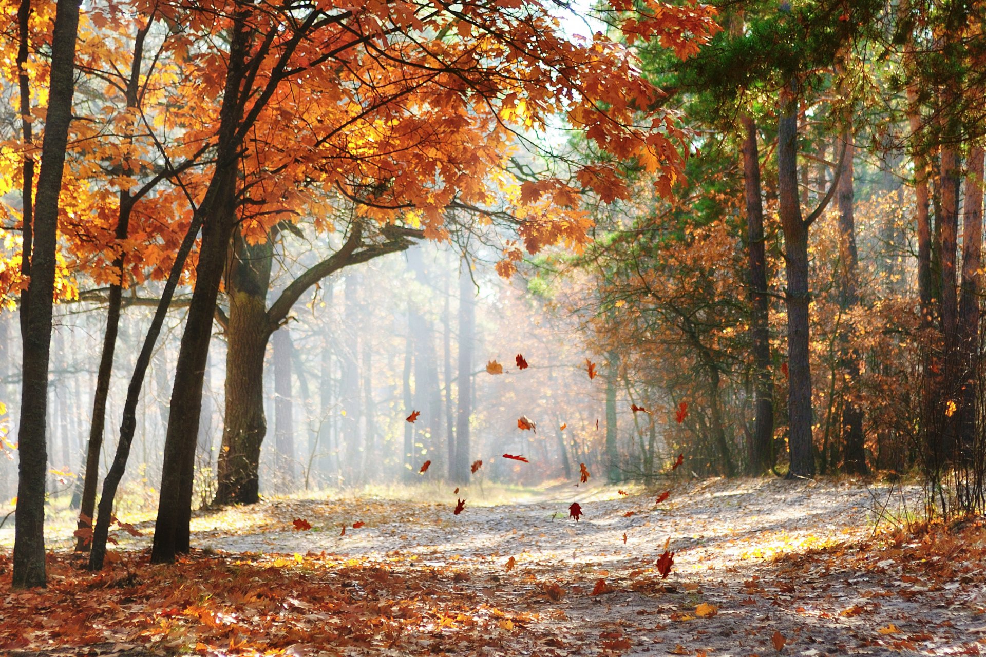 autumn trees road nature landscape morning forest falling oak leaves morning falling oak leaves scenic