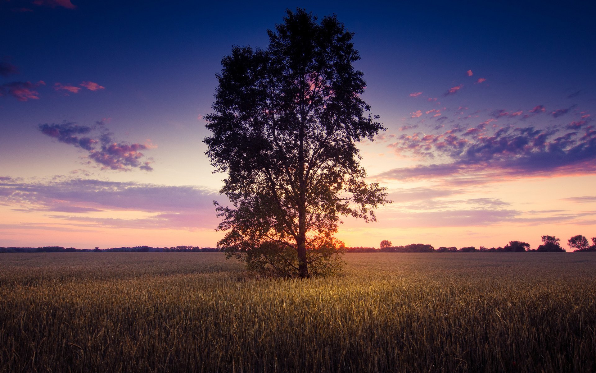 the field tree sky landscape