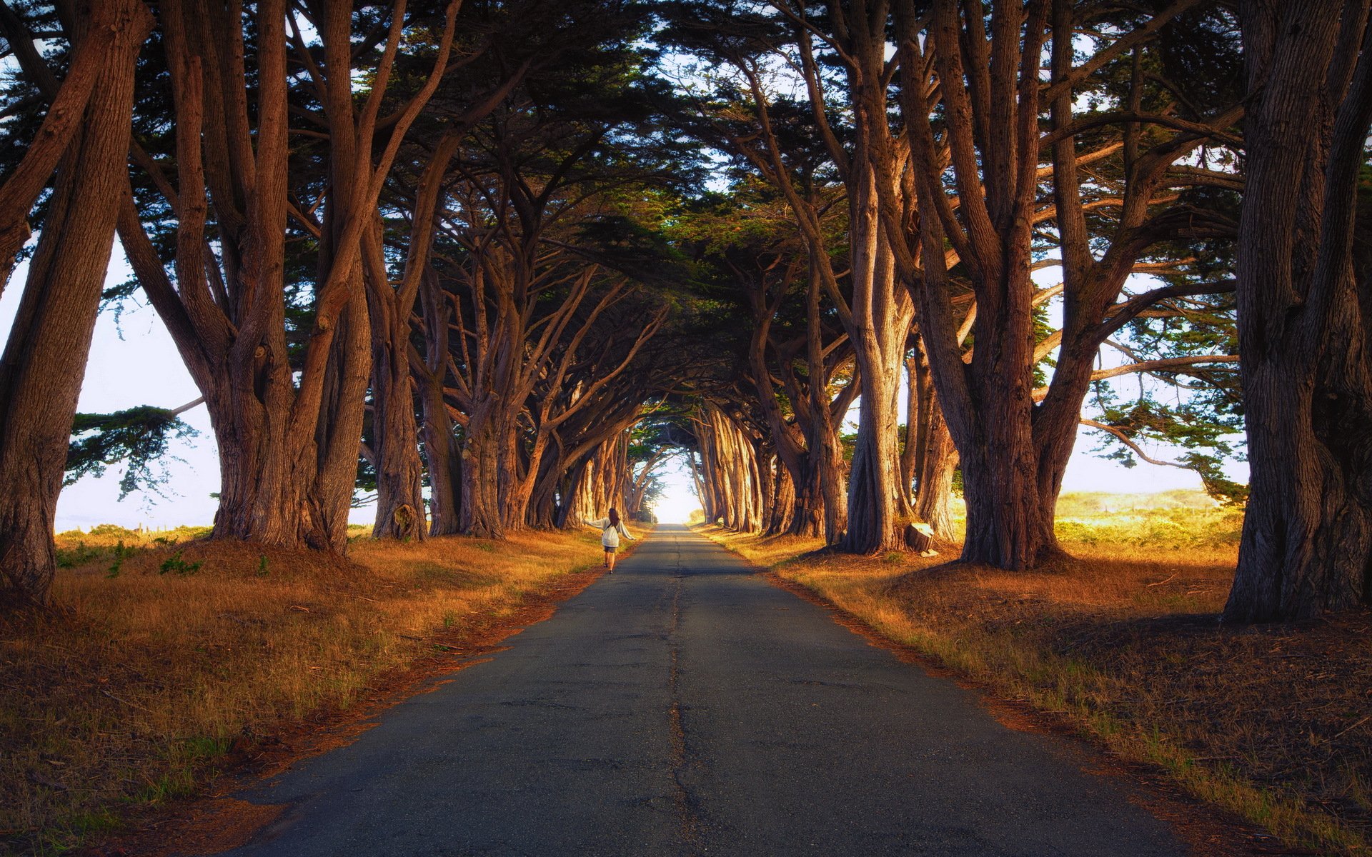 road tree landscape