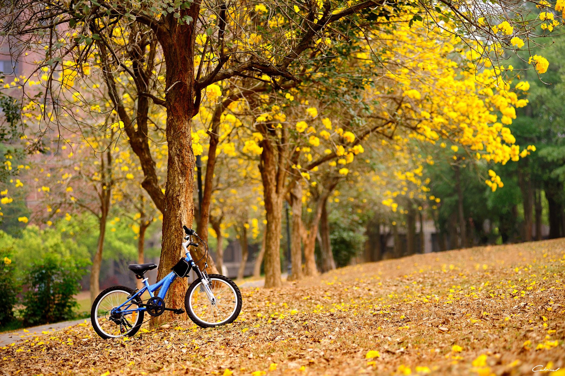 frühling blumen gelb bäume fahrrad