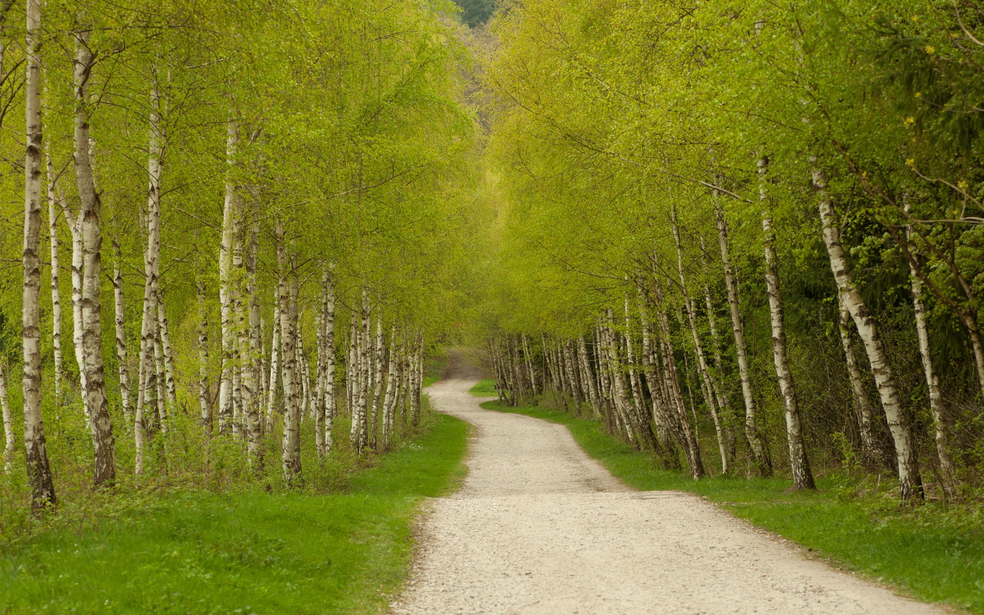 road track tree green