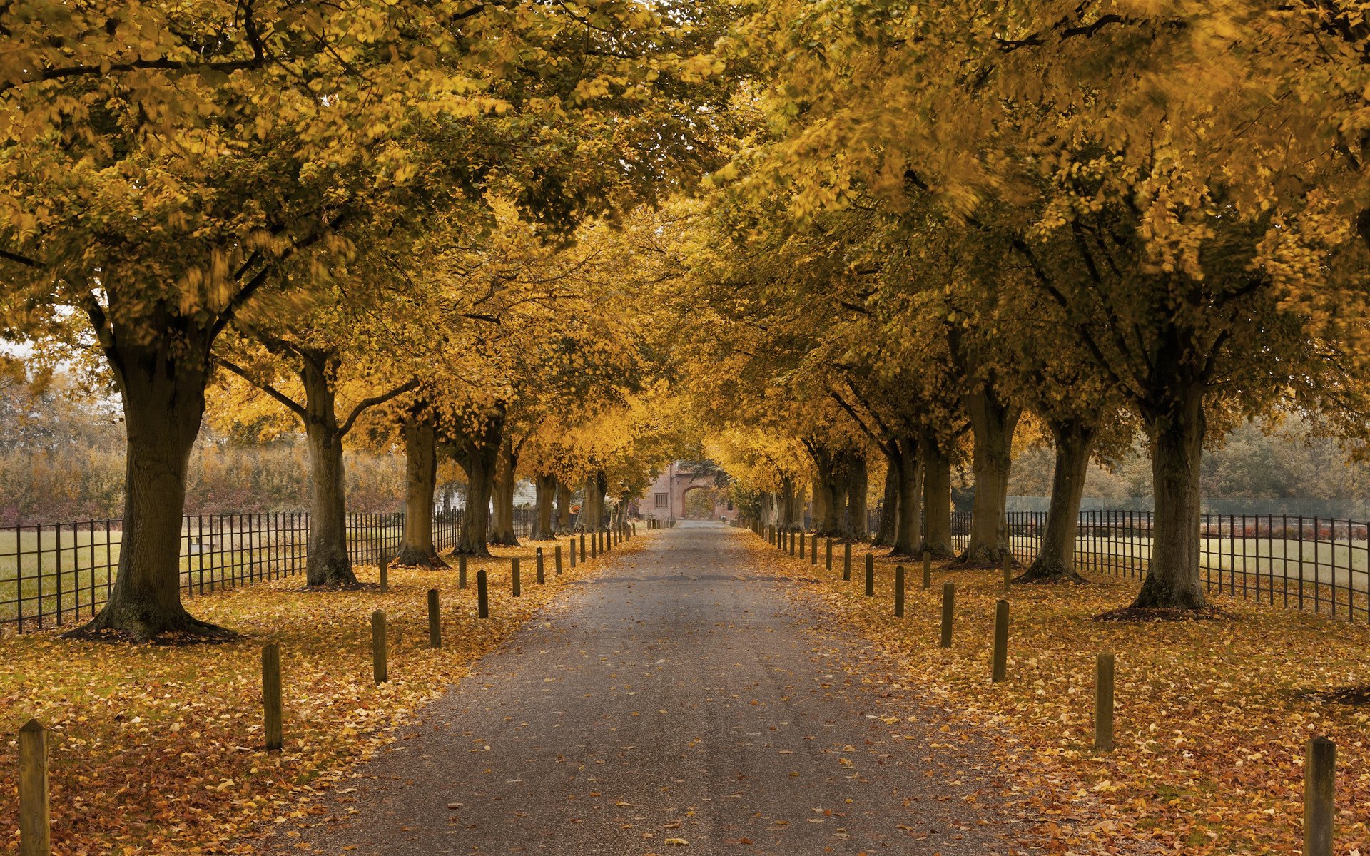 otoño callejón árboles cerca edificio arco