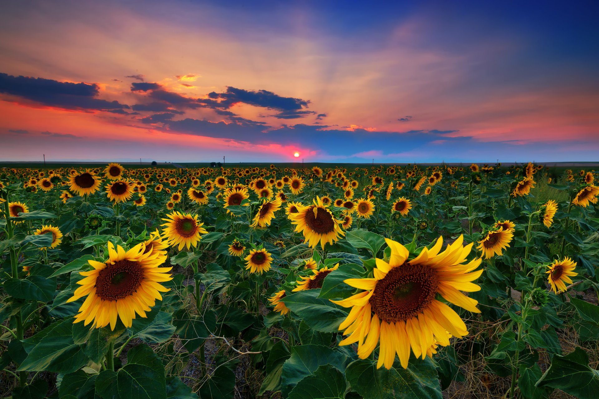 estados unidos denver puesta de sol campo girasoles verano