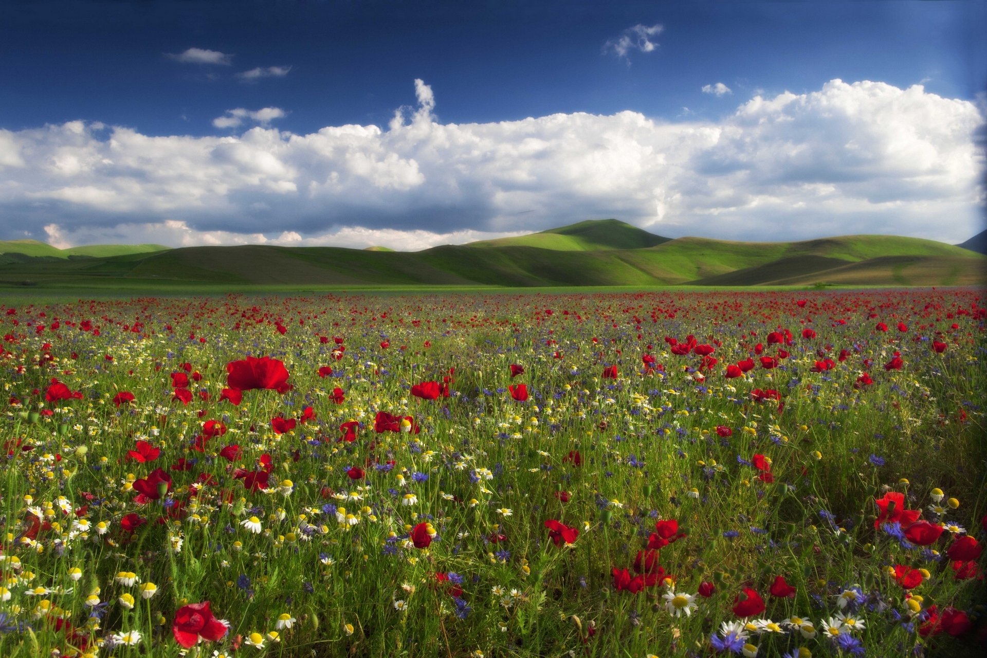 wiese blumen mohnblumen gänseblümchen kornblumen hügel