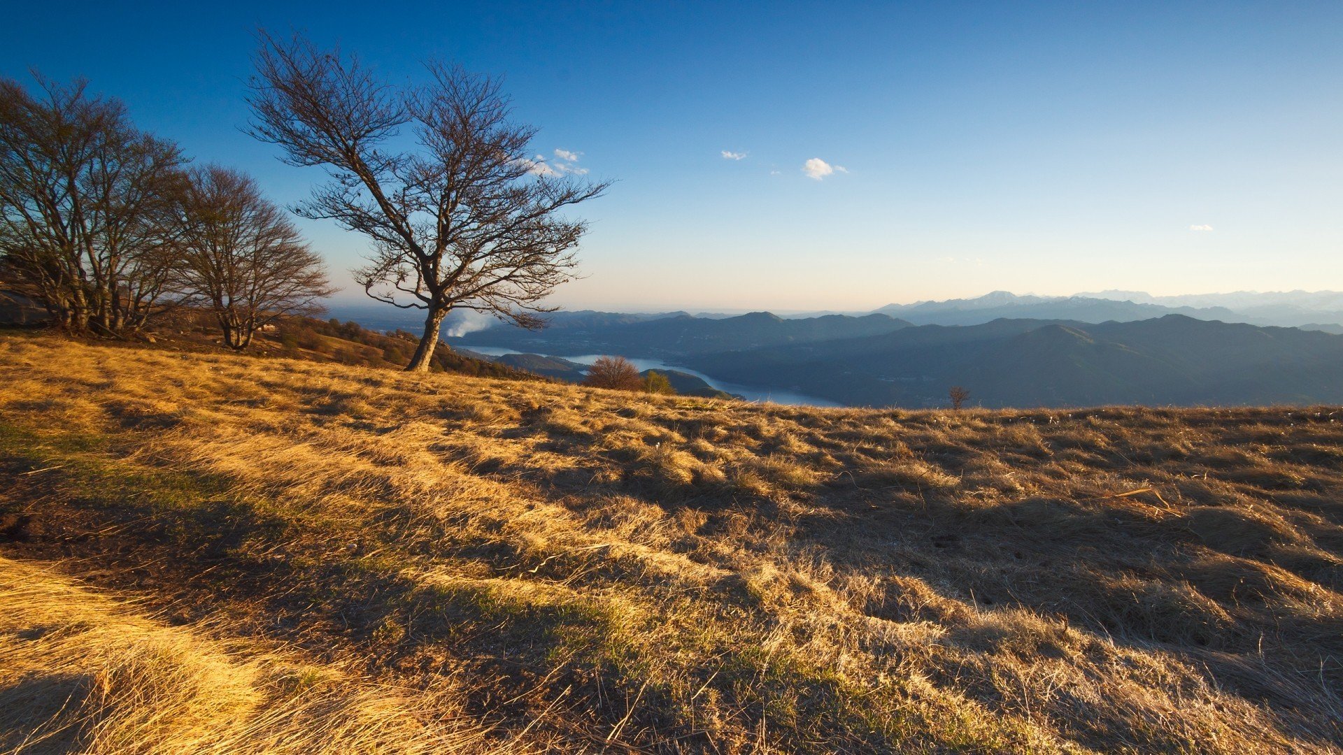 nature tree mountain grass landscape