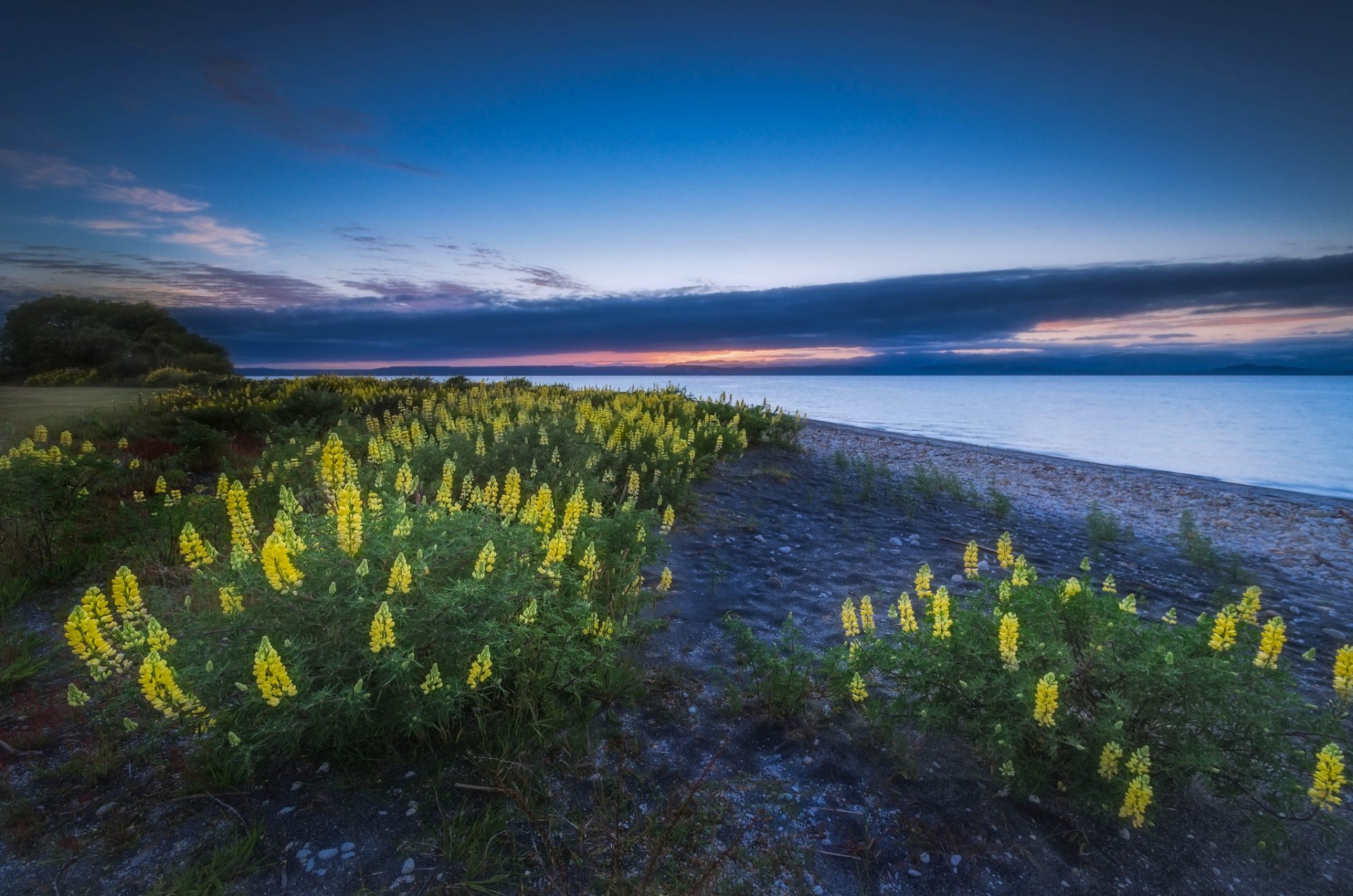 lake taupo new zealand flower lupine nature