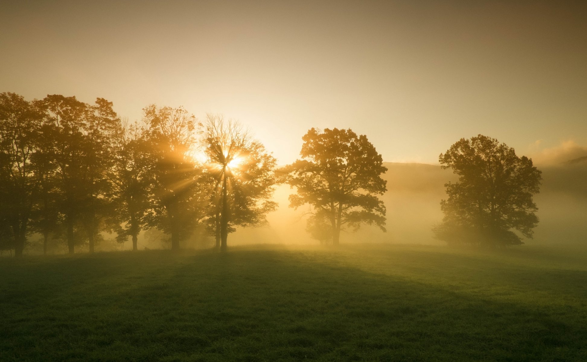 paysage nature arbres arbre feuilles feuilles verdure herbe prairie beauté soleil rayons matin aube fond papier peint écran large plein écran écran large écran large