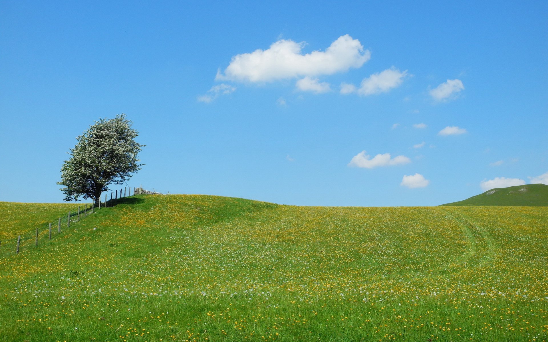 campo albero recinzione estate natura paesaggio