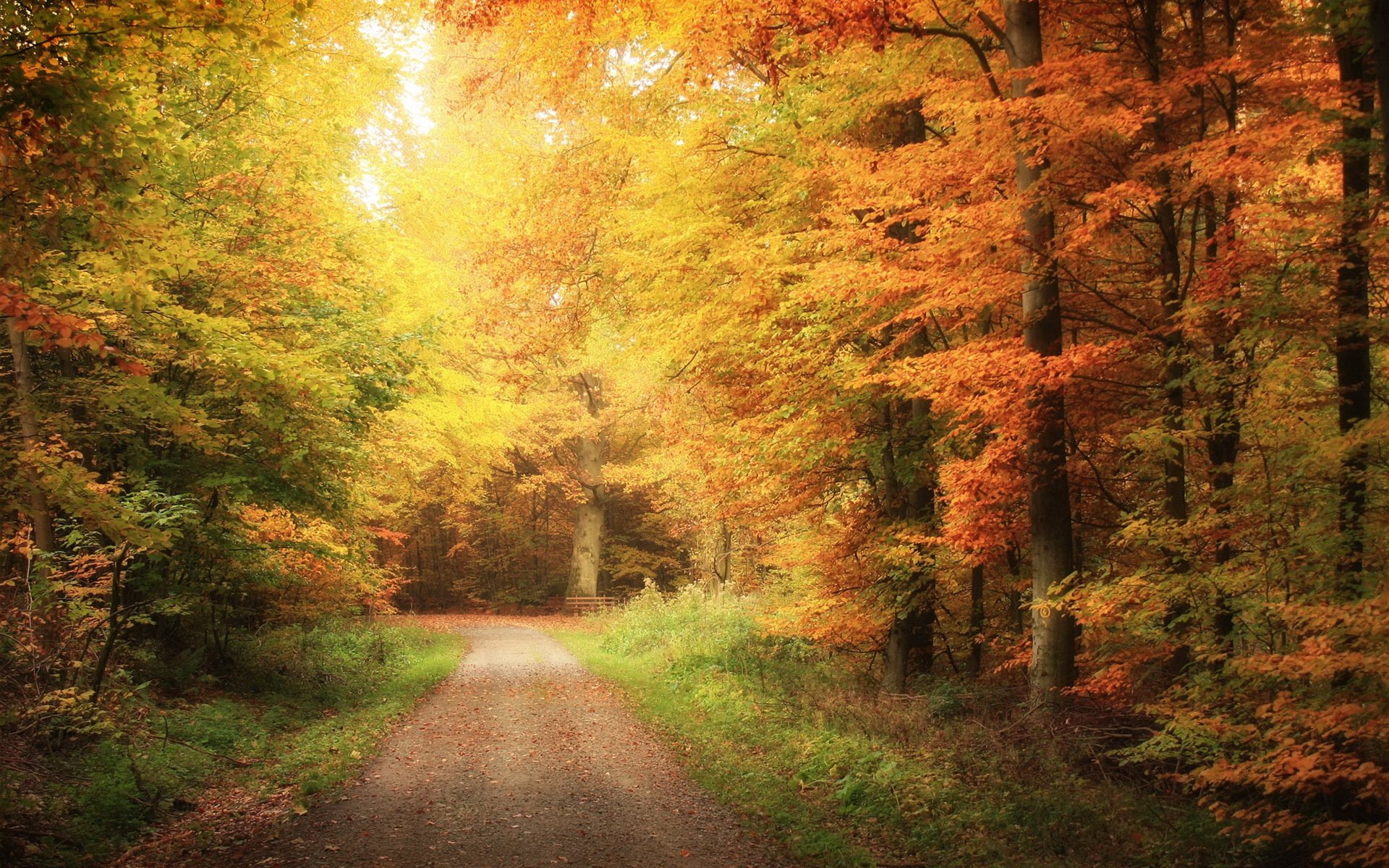 road forest autumn nature