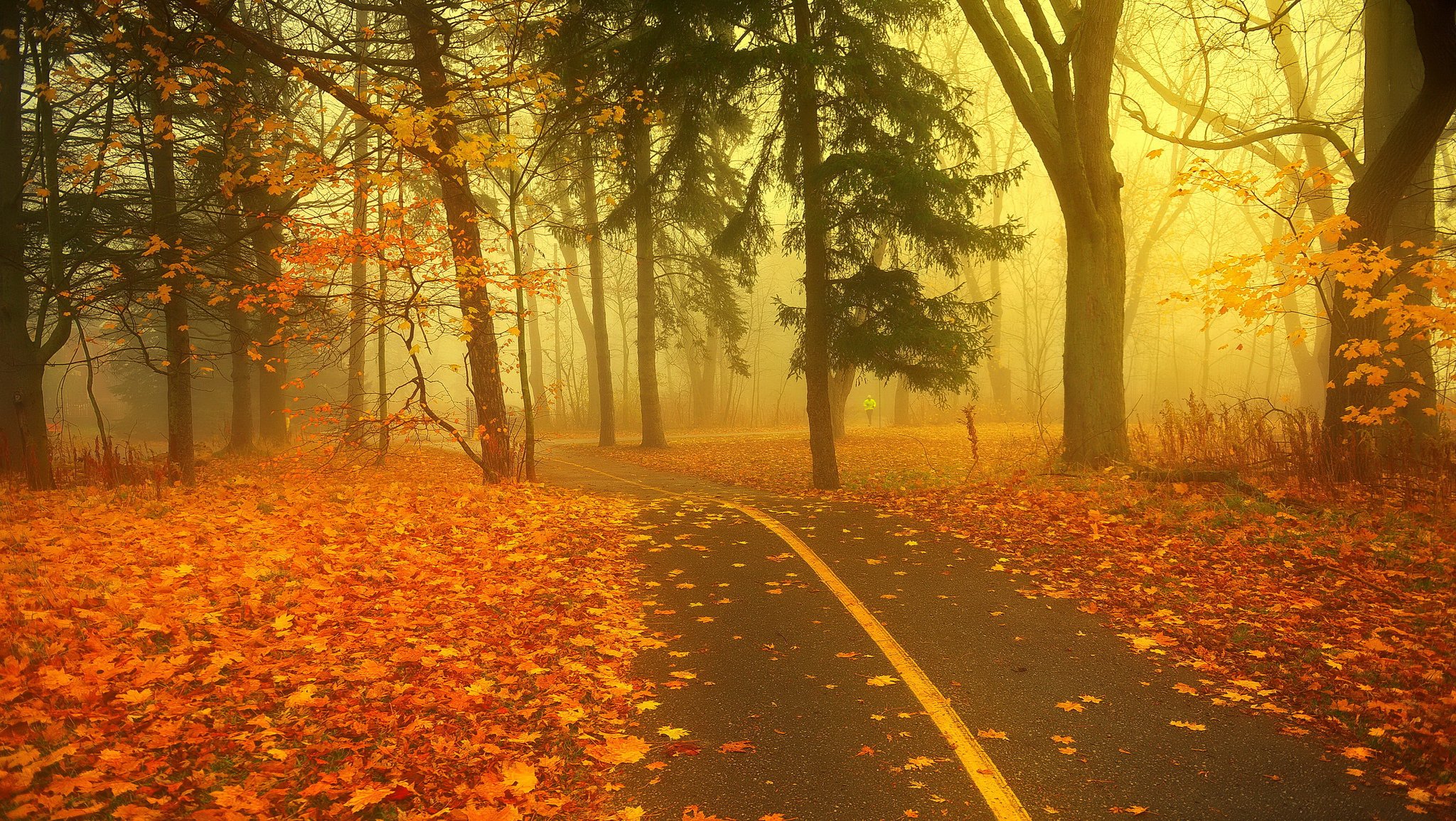 forêt route brouillard automne