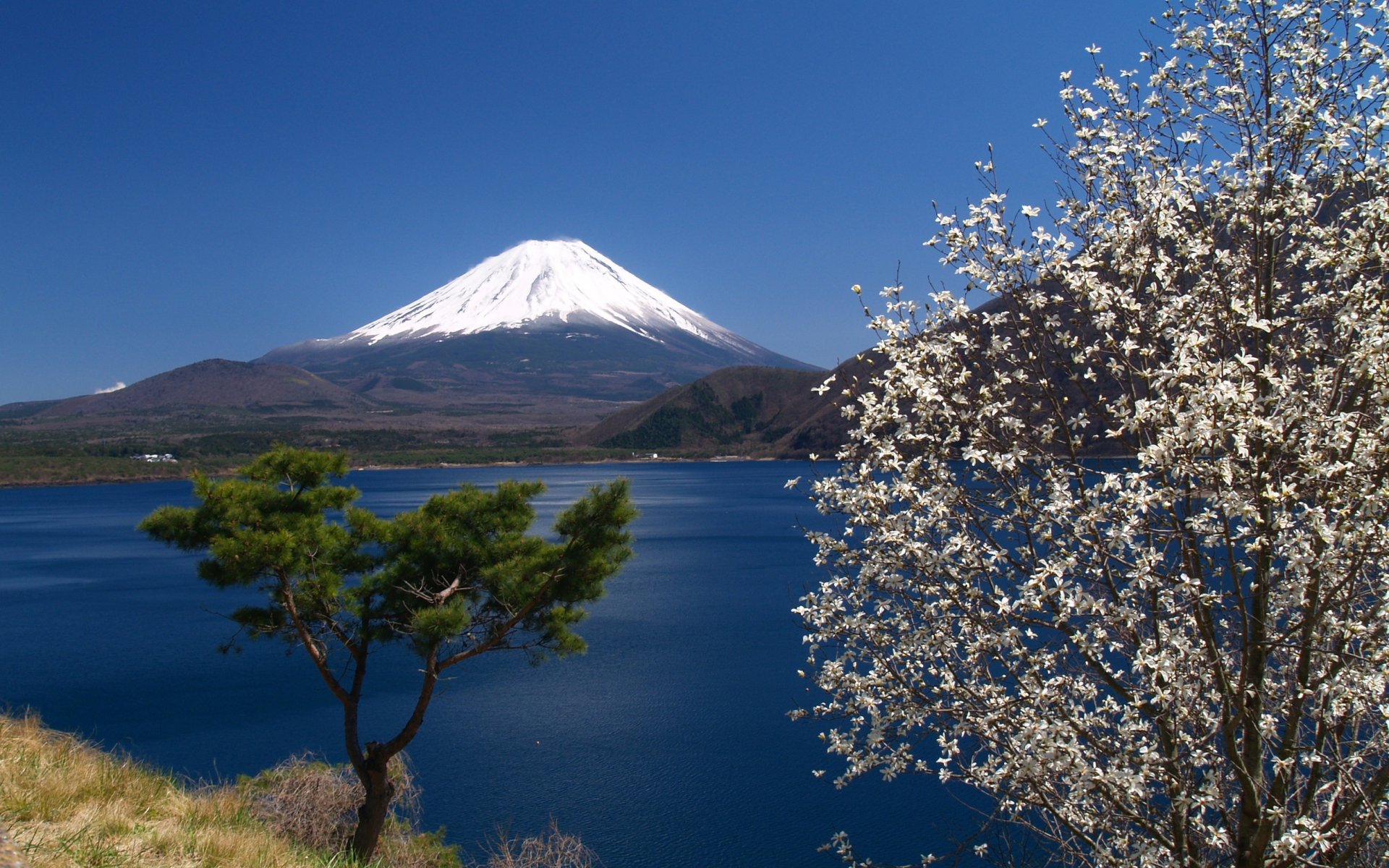 fujiyama góra japonia sakura niebo