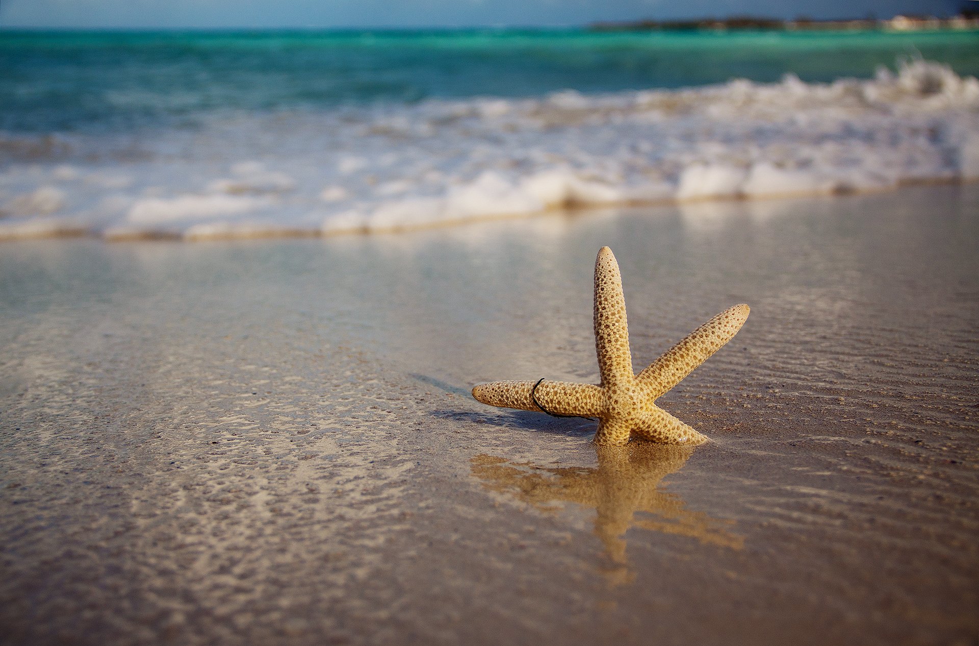 ea waves beach sand starfish nature