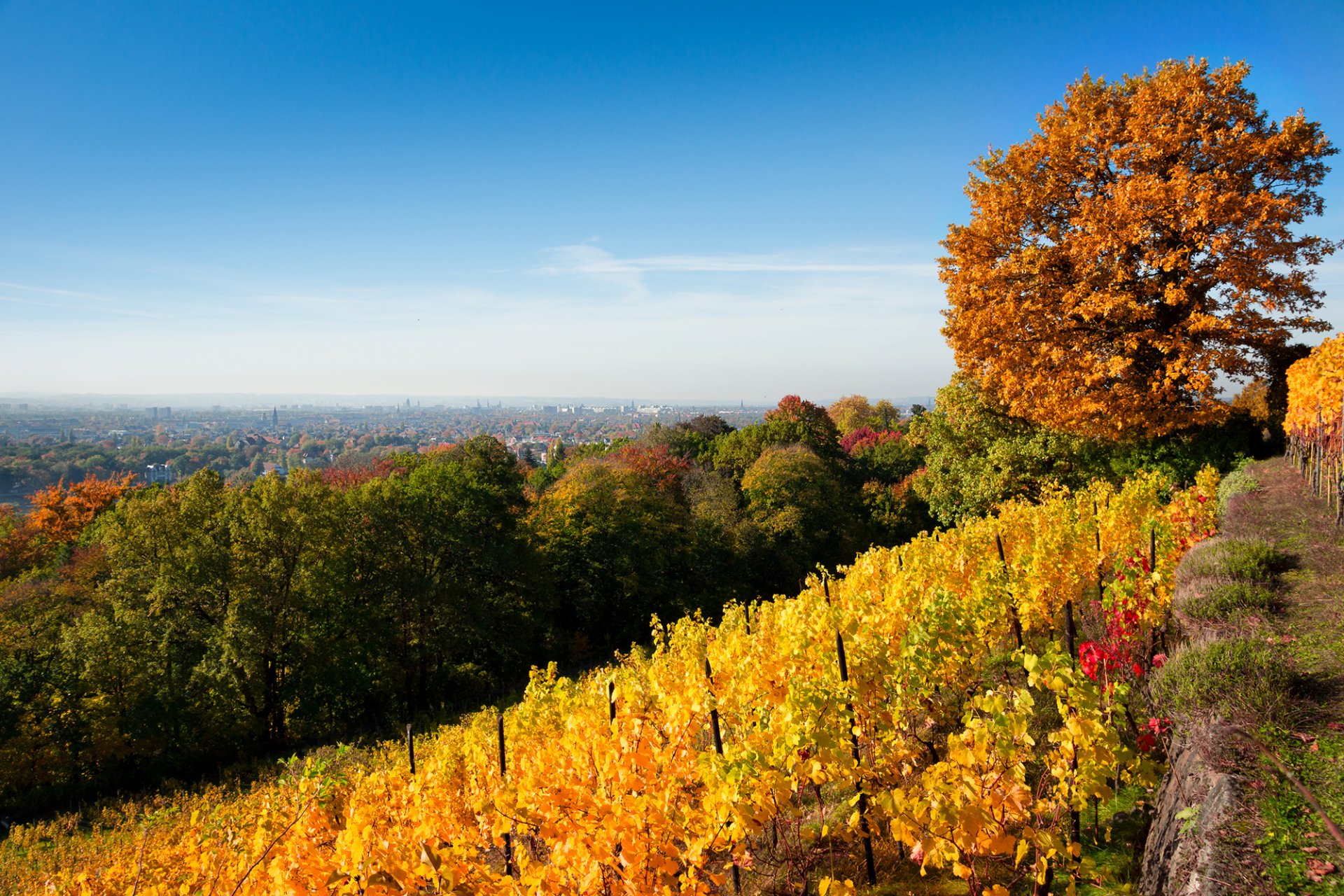 herbst natur bäume weinberg blätter gelb grün laub hügel himmel stadt landschaft dresden