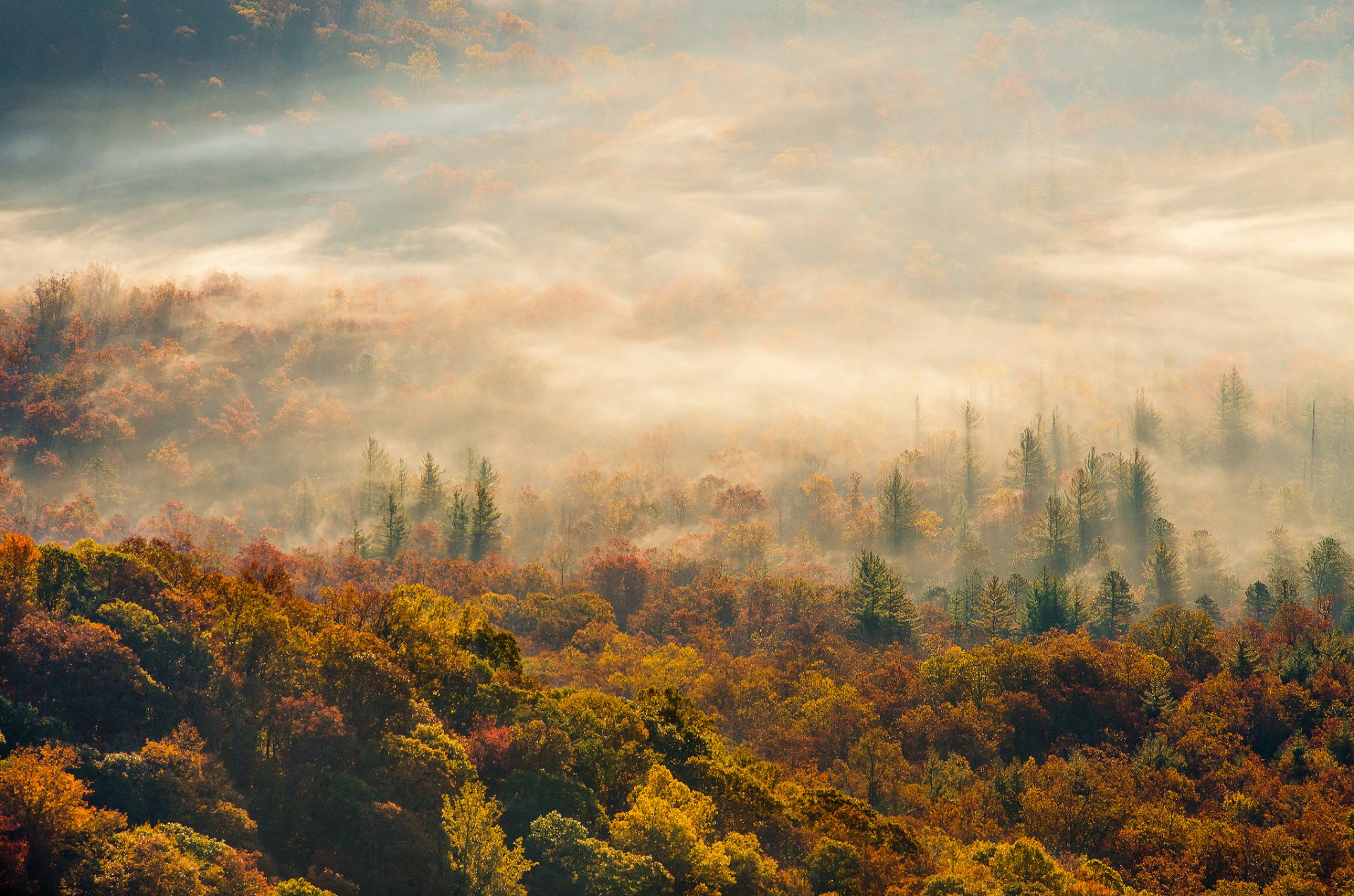 mattina autunno nebbia foresta