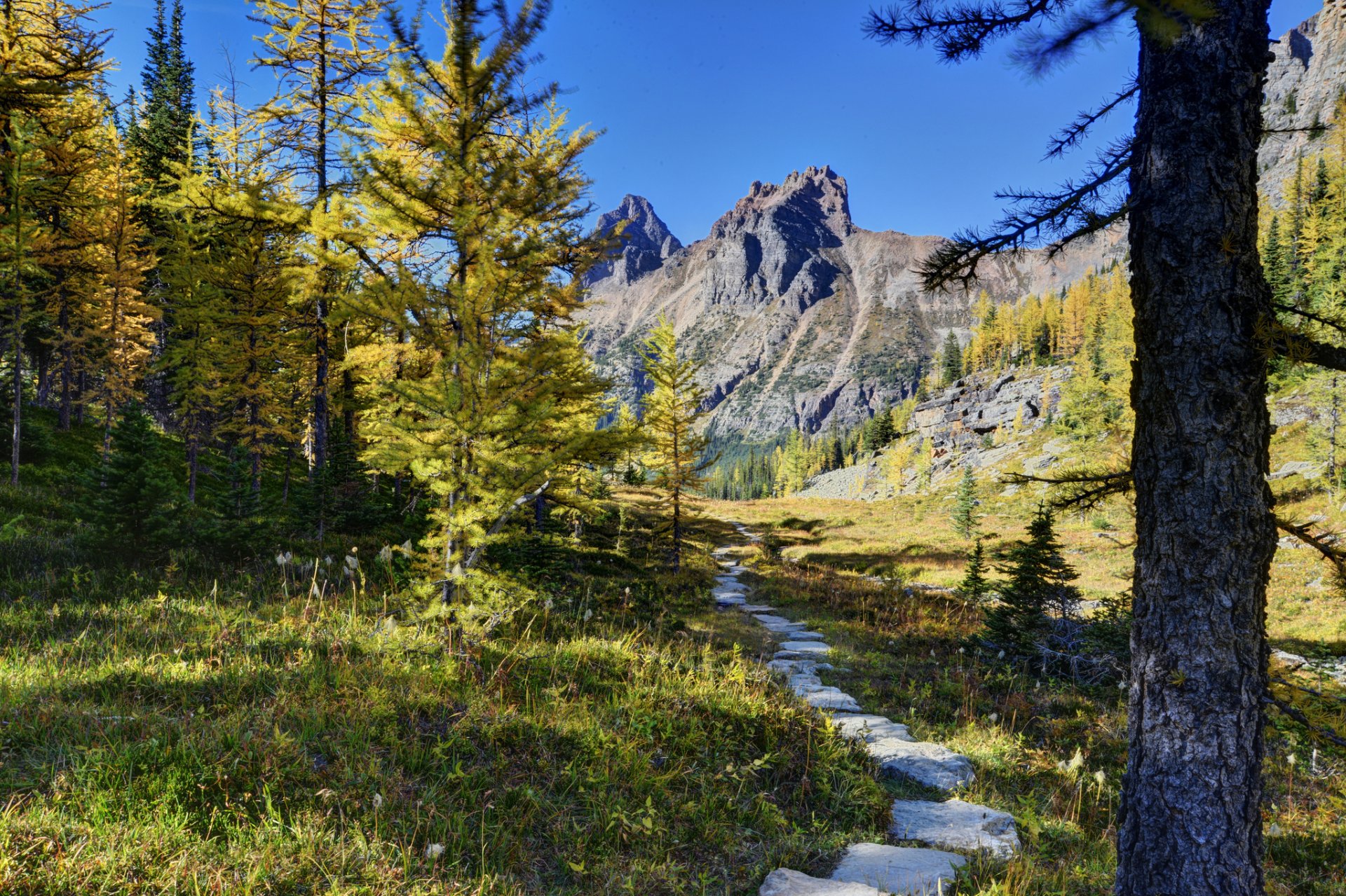 yoho-nationalpark kanada berge bäume wanderweg wald