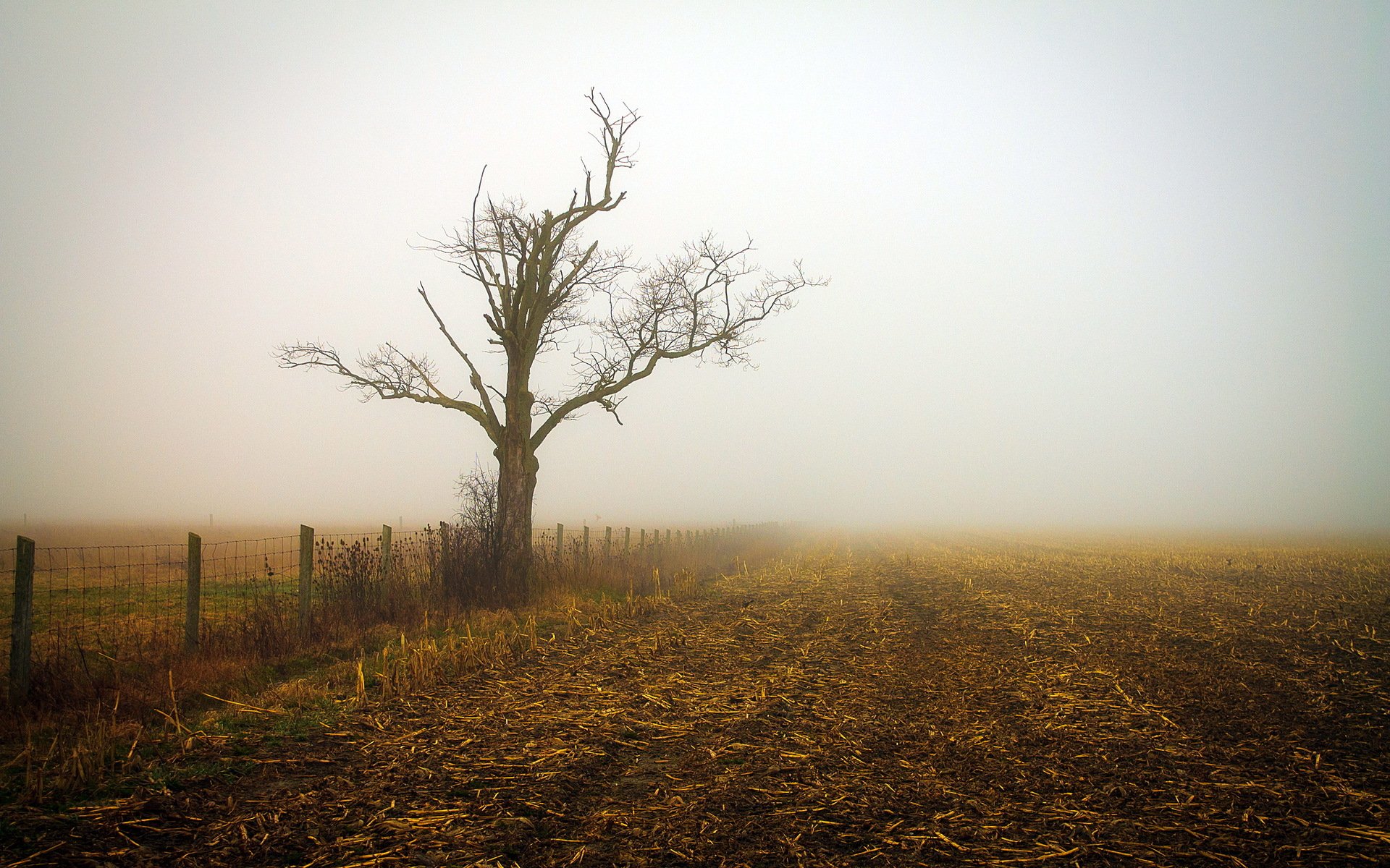 morning the field fog landscape