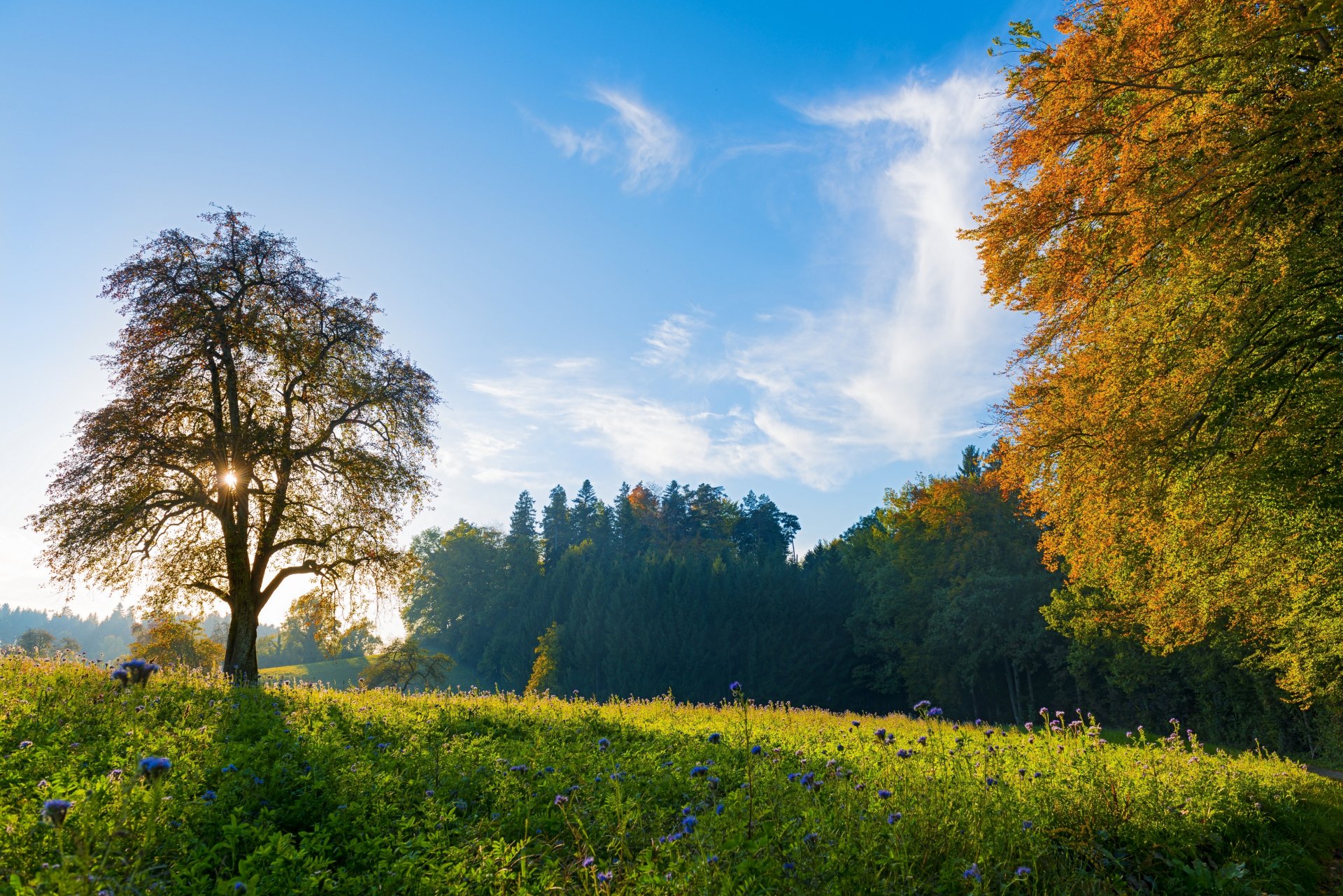 svizzera alberi prato