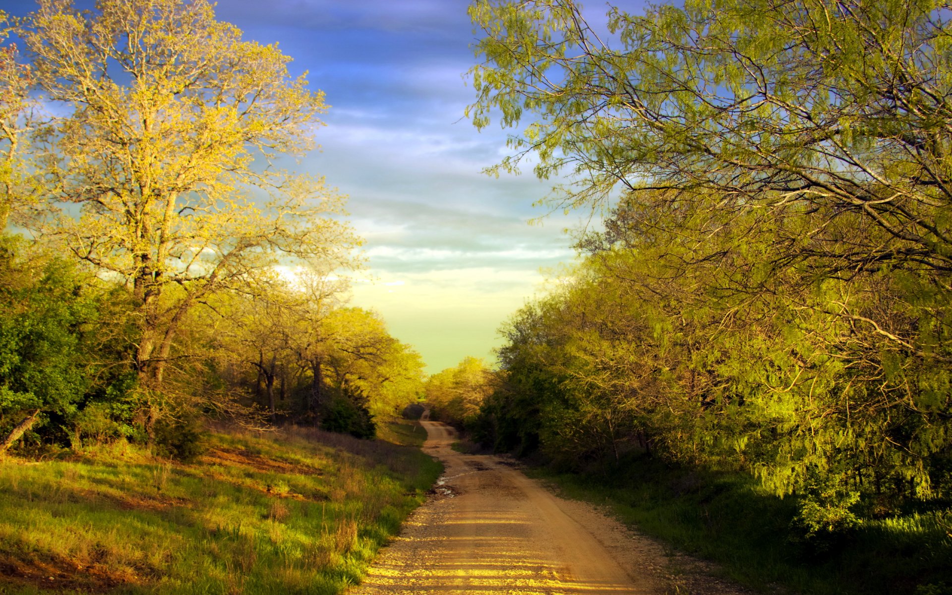 strada estate alberi paesaggio