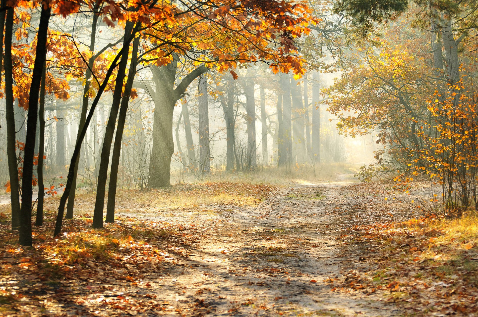 herbstbäume straße blätter natur landschaft am morgen neblig wald sonnenstrahlen schön nebliger morgen sonnenstrahlen