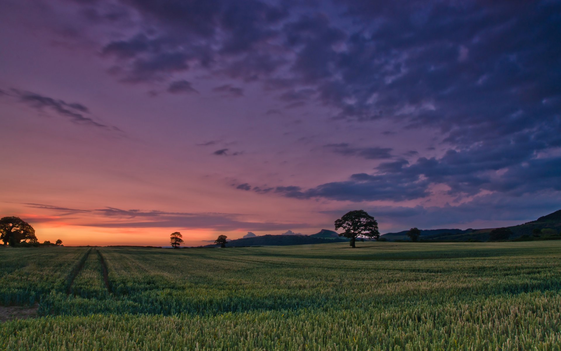 paesaggio natura erba verde prato vegetazione albero alberi fogliame foglie cielo nuvole sera sfondo carta da parati widescreen schermo intero widescreen widescreen