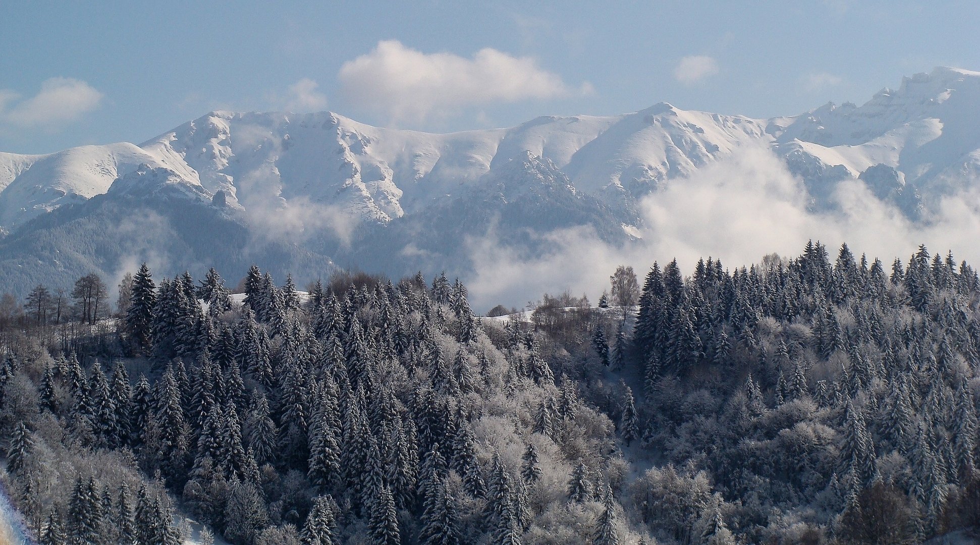 transylvanie roumanie carpates montagnes forêt épinettes hiver