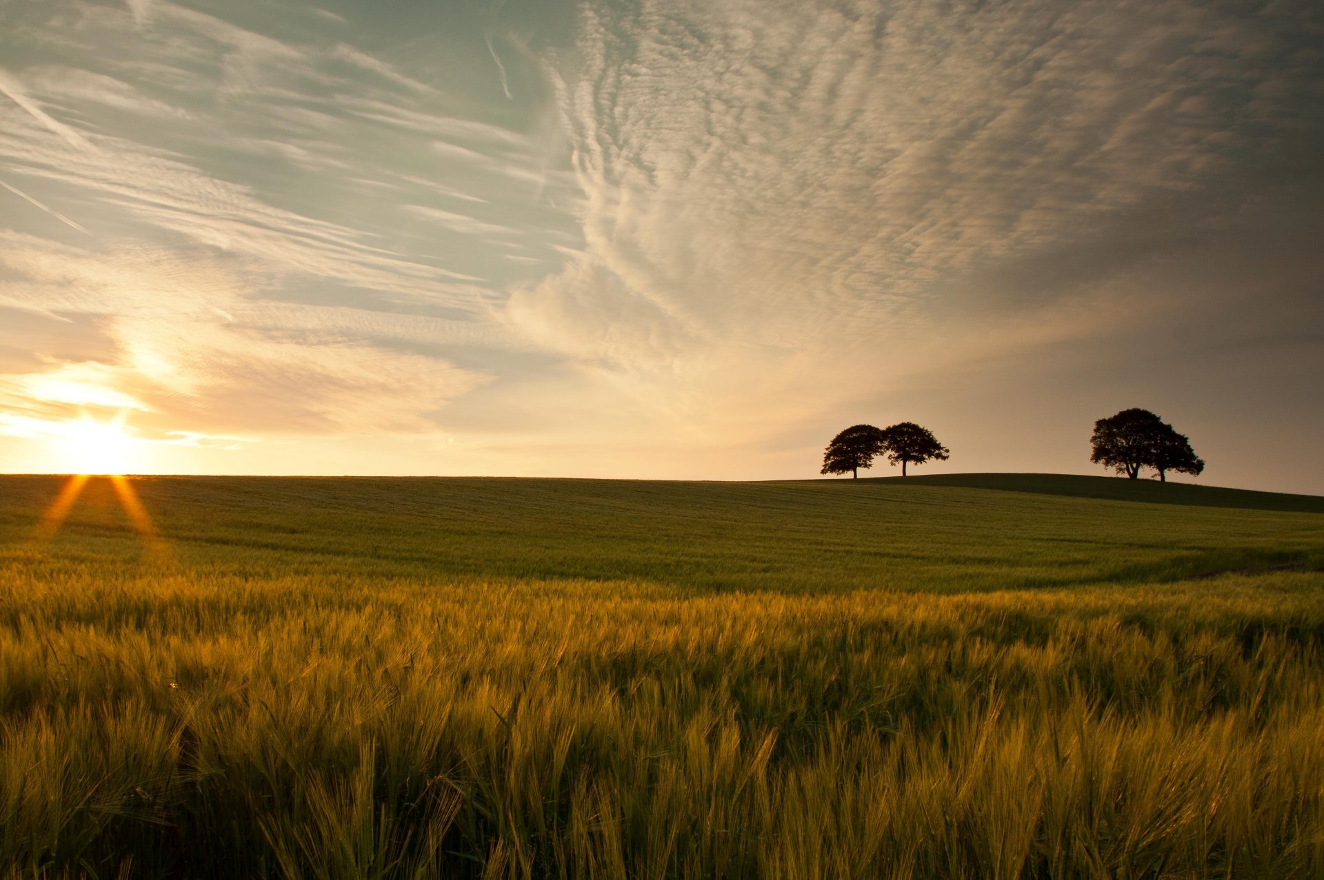 makro natur grün wiese gras baum bäume blätter blätter ohren ährchen himmel wolken sonne hintergrund schönheit tapete widescreen vollbild widescreen widescreen