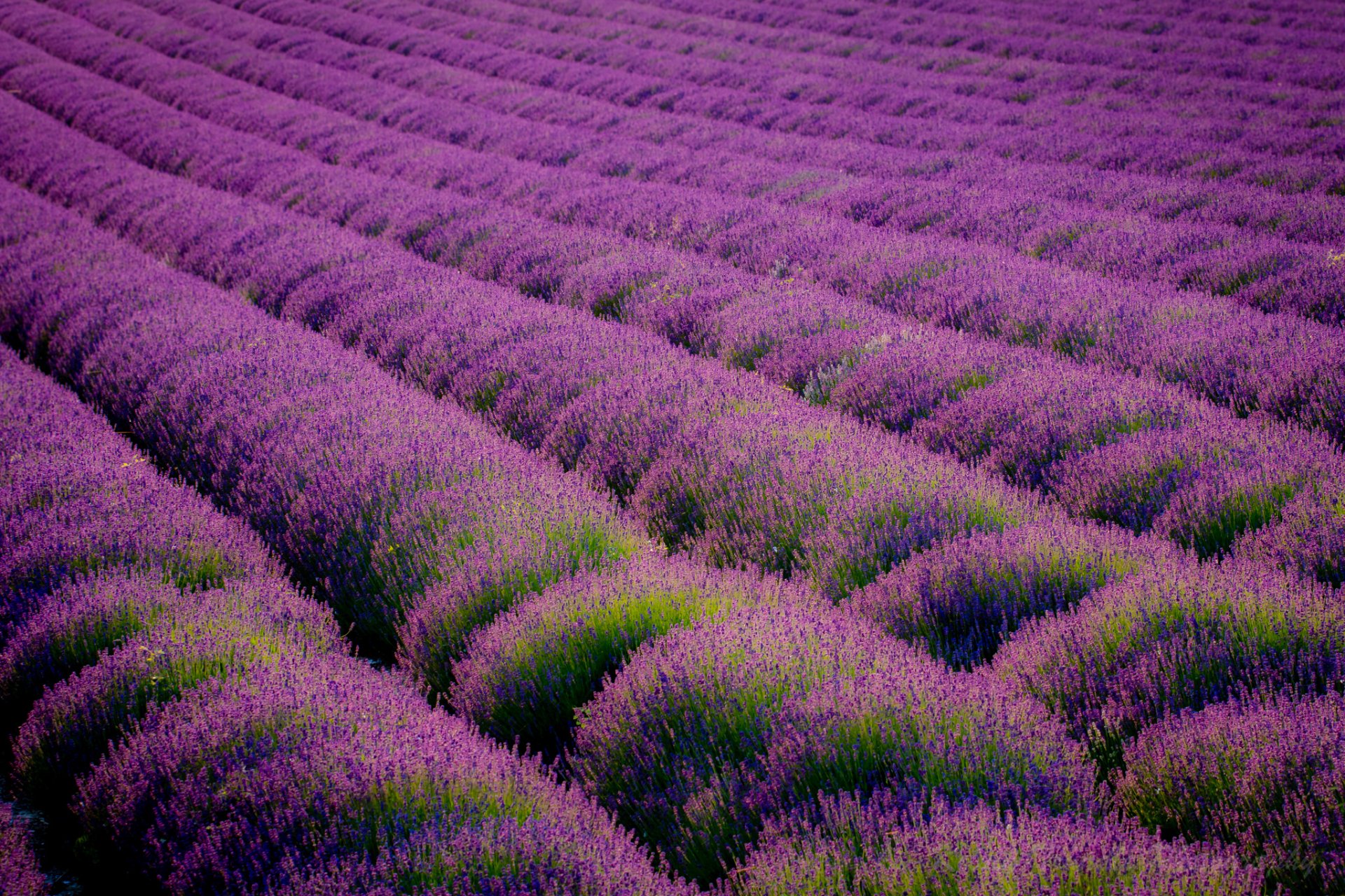 eynsford kent royaume-uni champ rangées lavande fleurs violet nature paysage