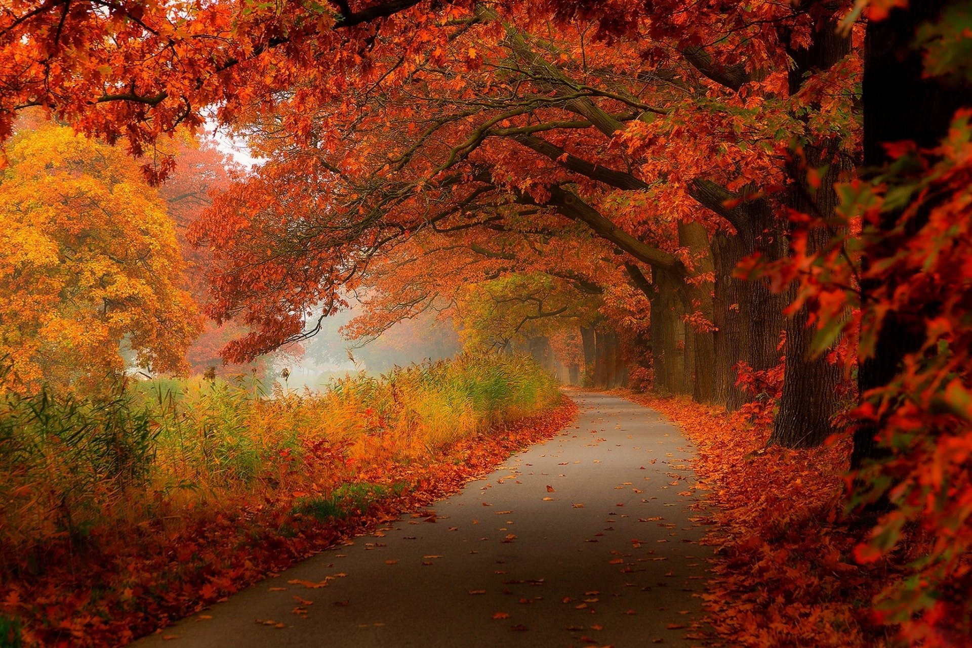 blätter bäume wald park herbst zu fuß hdr natur straße