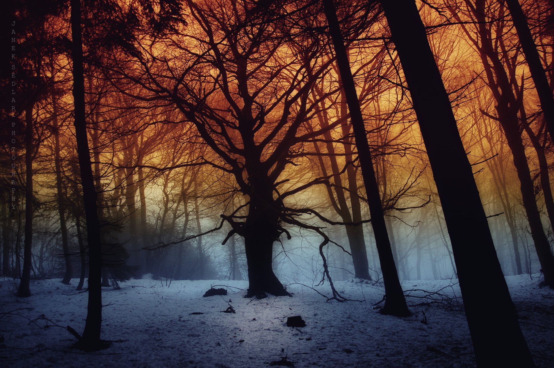 forêt arbres neige sombre