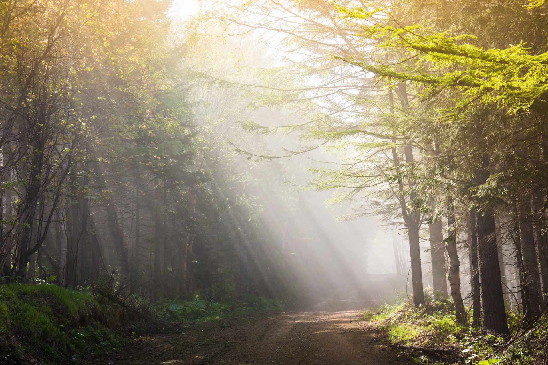 mattina strada luce paesaggio