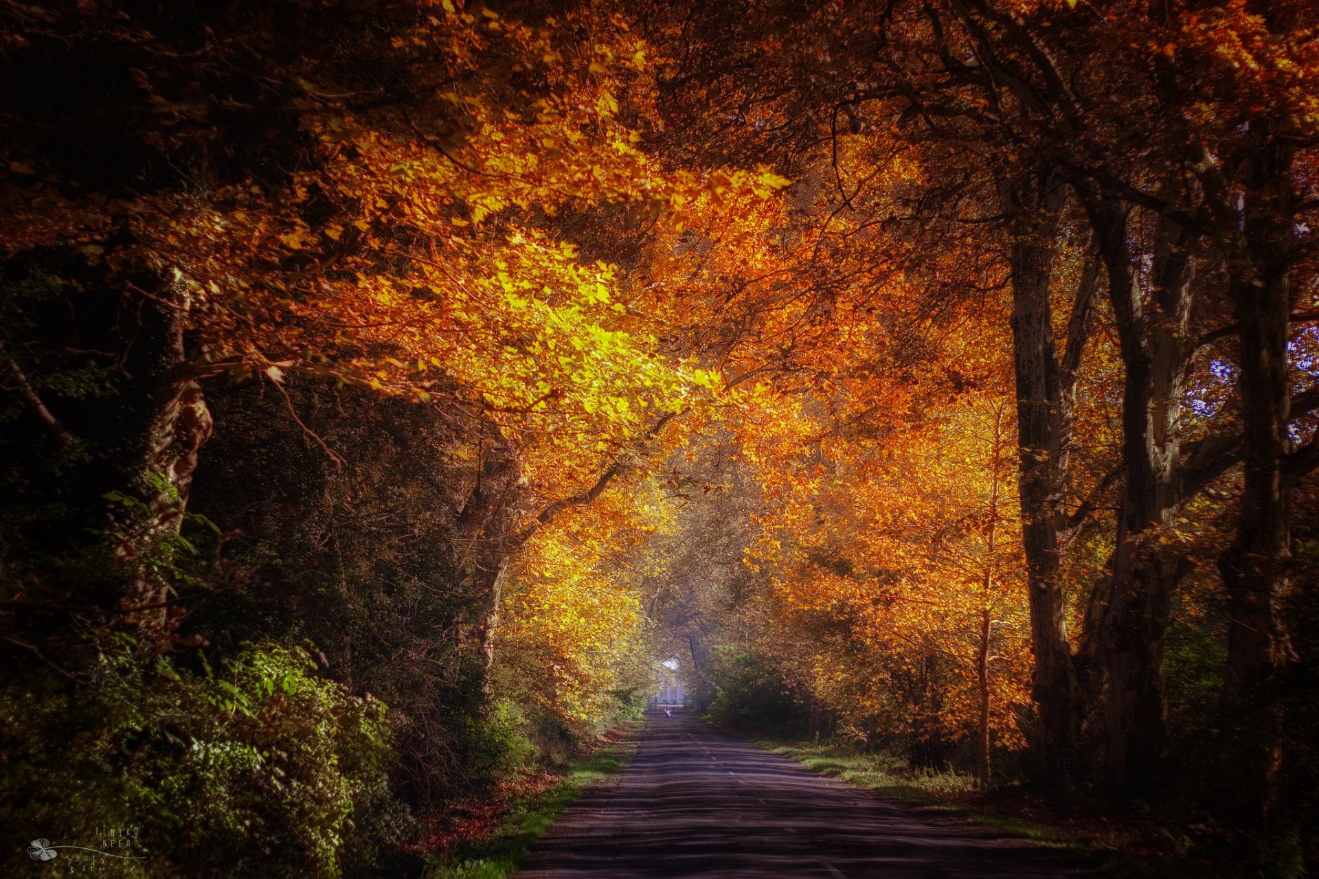 ildiko nier otoño parque callejón carretera