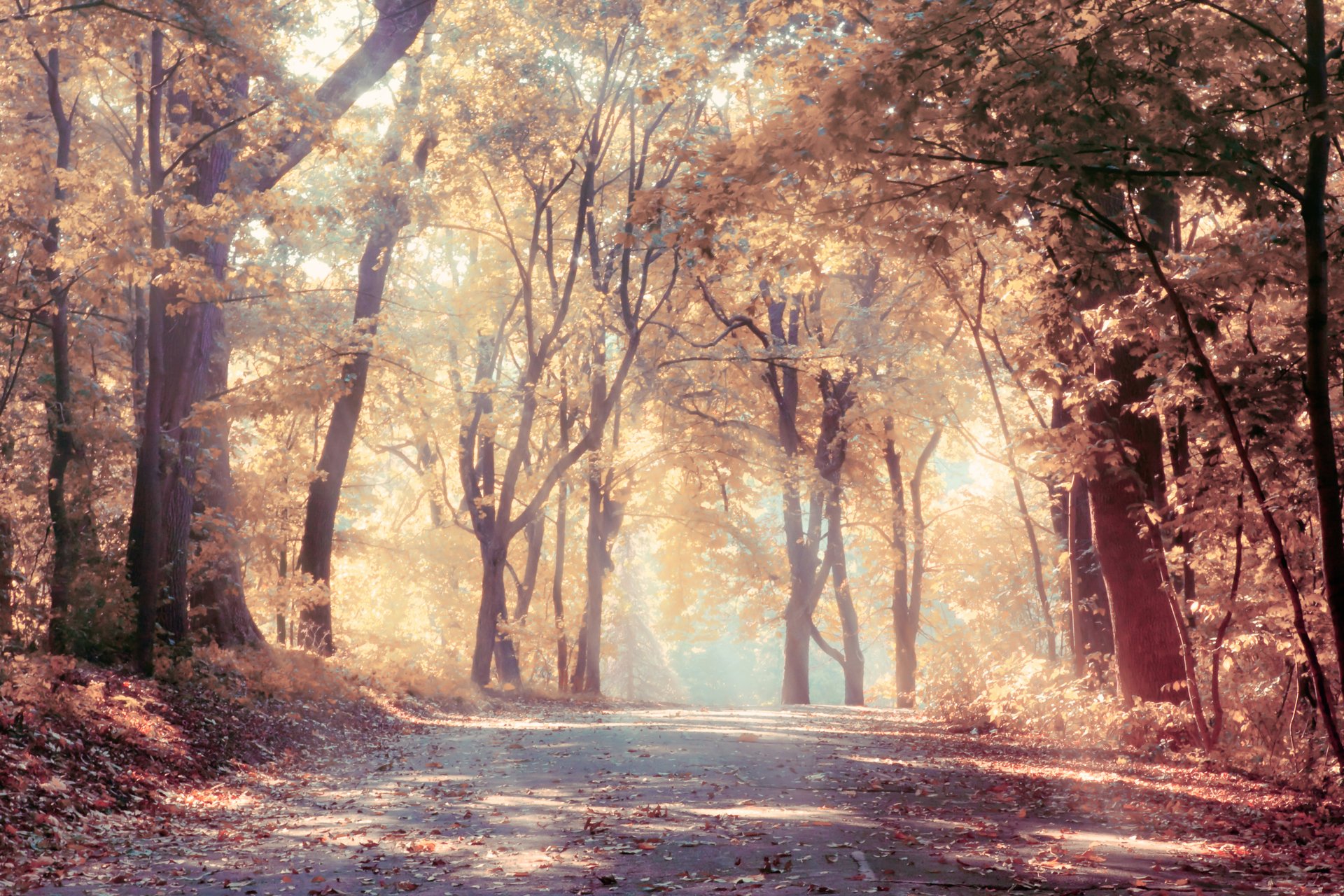 autumn trees sunbeams road leaves beautiful nature landscape fog sun rays scenic forest falling leaves picturesque