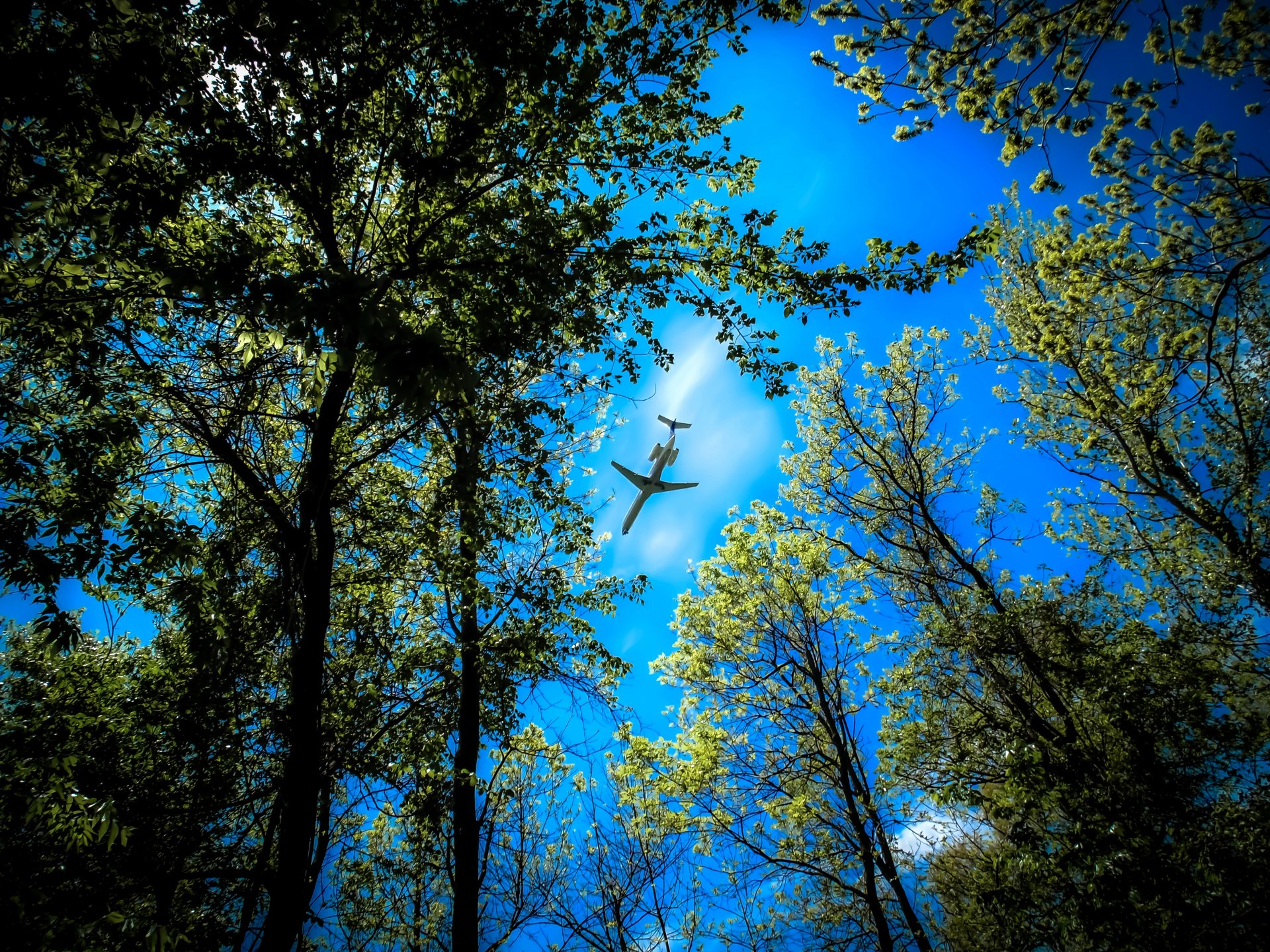 foresta alberi cime cielo aereo